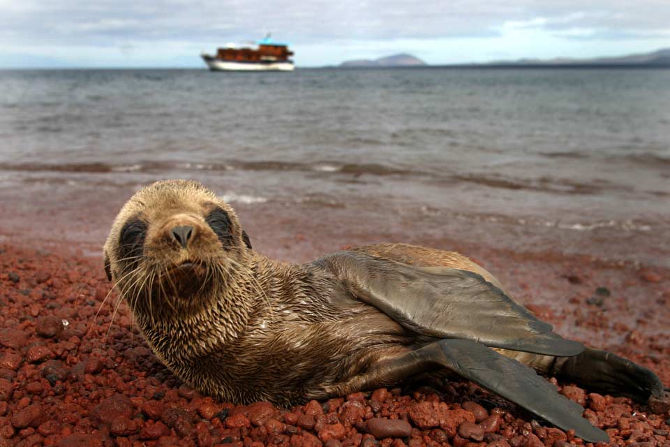 Travel Photographer Galapagos Islands - 123 Photography Travel Photographer Galapagos Islands - 123 Photography